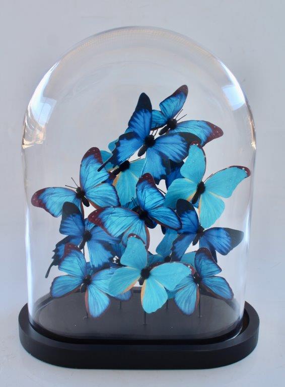 Extra Large Glass Dome Blue Butterflies